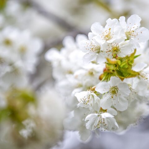 Blankenburg - Blüten auf dem Kirschberg