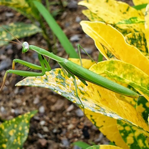 Nong Chaeng - Gottesanbeterin