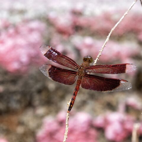 Bali - Asiatische Libelle