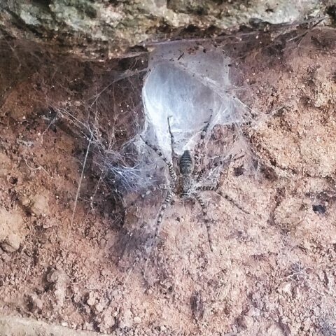 Angkor - Rasen-Wolfspinne