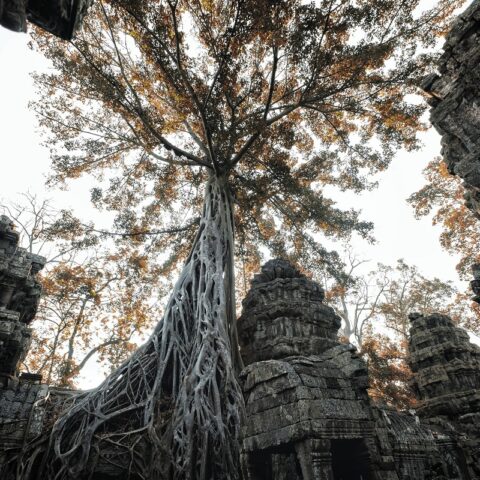 Angkor - Ta Phrom