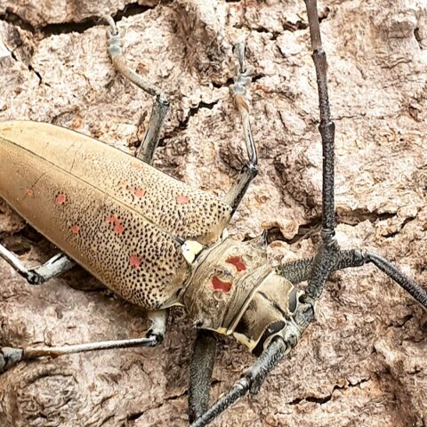 Nong Chaeng - Bockkäfer