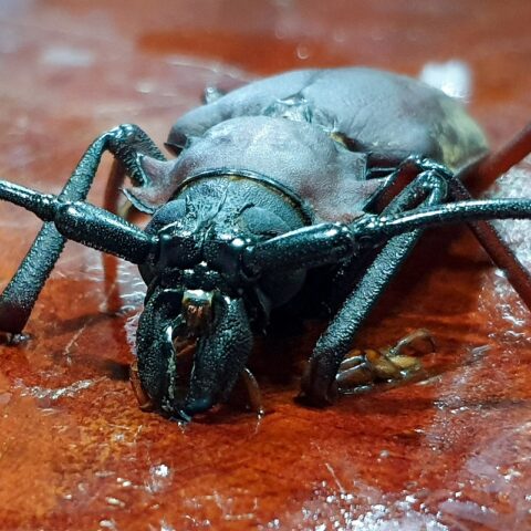 Phetchabun - Bockkäfer