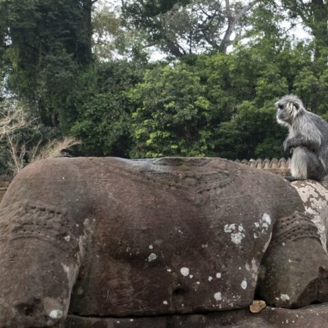 Angkor - Preah Khan (wilder Affe)