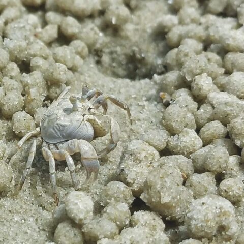 Sihanoukville - Sandkugel-Krabbe