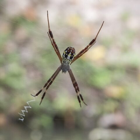 Mekong Delta - Gold-Wespenspinne