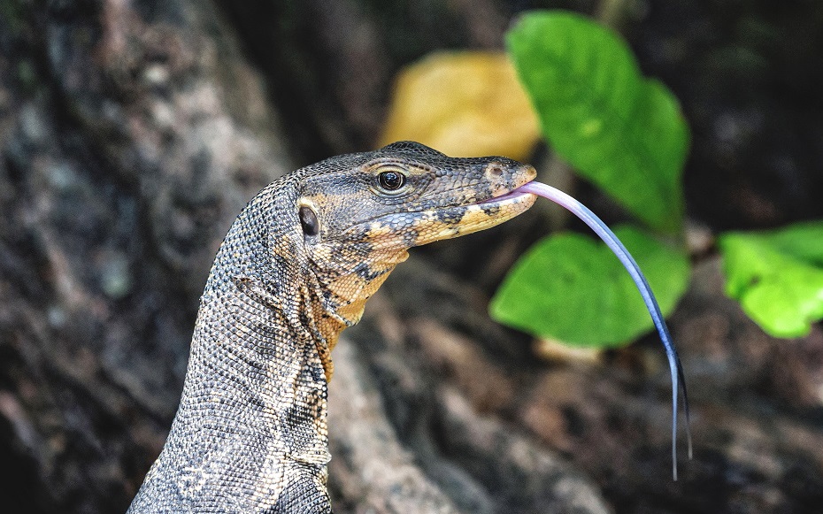 Koh Rok - Bindenwaran
